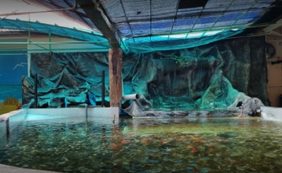 Aquarium Batu Maung Bayan Lepas Penang