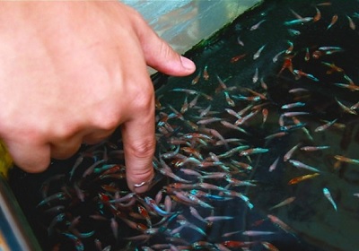 Proses Pemeriksaan Kualitas Hasil Produksi Ikan Hias