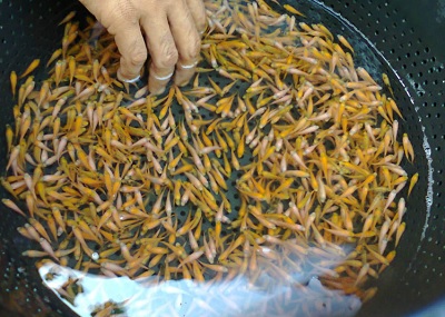 Proses Penetasan Telur dan Pemeliharaan Larva Benih Ikan Cupang
