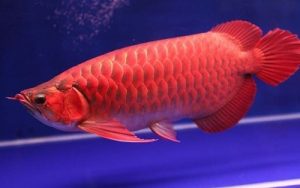 4 Jenis-Jenis Ikan Hias yang Dibudidayakan di Indonesia
