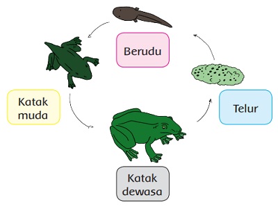 Pembelajaran 5 Tema 1 Subtema 3 Pertumbuhan Hewan Kelas 3