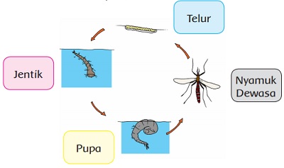 Pembelajaran 6 Tema 1 Subtema 3 Pertumbuhan Hewan Kelas 3