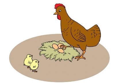 Hewan yang menghasilkan telur dan daging adalah hewan