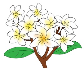 bunga kamboja