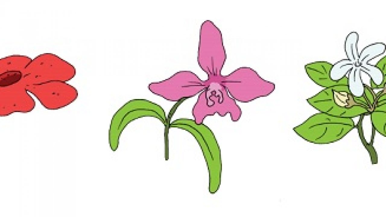 Contoh Gambar Bunga Orchid Ragam Motif