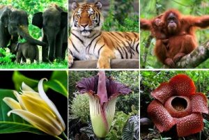 Ide Pokok Bacaan Beragamnya Flora dan Fauna Indonesia Tema 1 Kelas 5 Halaman 97