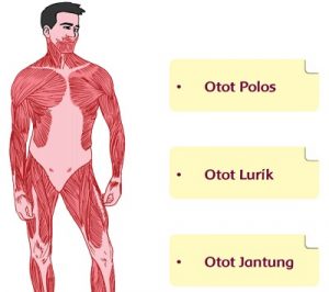 Ide Pokok Teks Otot Manusia Kelas 5 Paragraf 1 Sampai 6