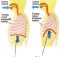 Pengaruh Otot Diafragma Terhadap Proses Pernapasan Pada Manusia