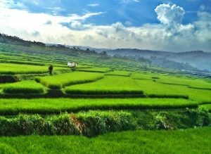 Berapa Lama Proses Tanaman Padi Tersebut Tumbuh Mengapa Penting