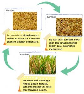 Diagram Tentang Bagaimana Padi Tumbuh Gambar Daur Hidup Tanaman