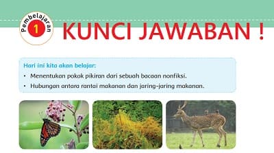 Jawaban Apa Fungsi Jaring Jaring Makanan Di Dalam Sebuah Ekosistem