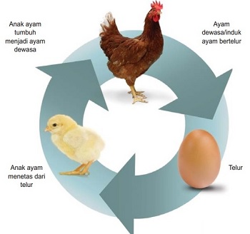 Gambar Daur Hidup Ayam