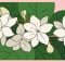Kesimpulan Bunga Melati Putih Berasal Dari Asia Selatan