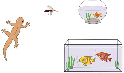 Tuliskan ciri-ciri ikan sebagai makhluk hidup yang kamu ketahui