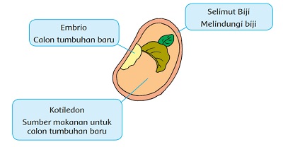 Kunci Jawaban Pembelajaran 2 Subtema 4 Pertumbuhan dan Perkembangan Tumbuhan Kelas 3