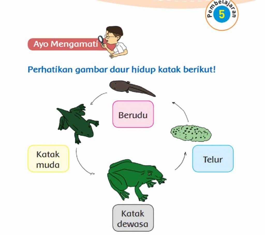 Kunci Jawaban Tema 1 Kelas 3 Halaman 132 133 134 135 Pembelajaran 5 Subtema 3 Pertumbuhan Hewan Buku Tematik