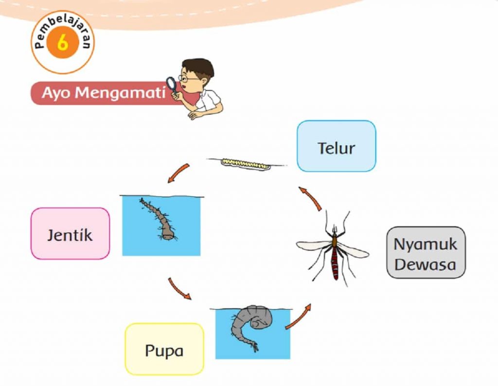 Kunci Jawaban Tema 1 Kelas 3 Halaman 137 138 139 141 Pembelajaran 6 Subtema 3 Pertumbuhan Hewan Buku Tematik