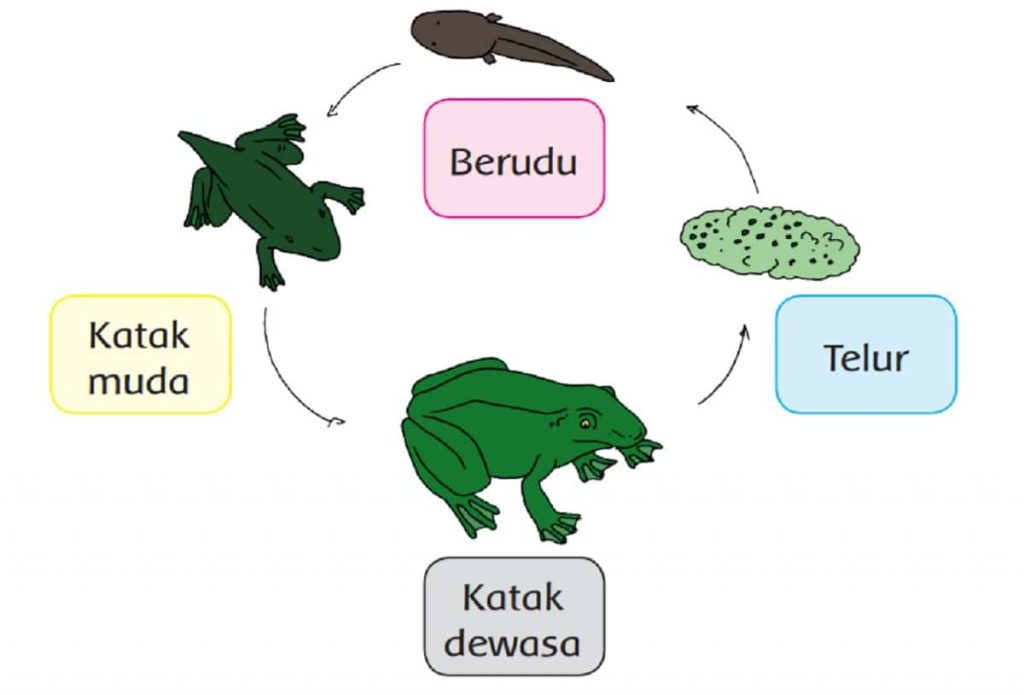 Manakah Tahapan Daur Hidup Katak yang Paling Penting Menurutmu Apa Alasannya Halaman 132 Kelas 3