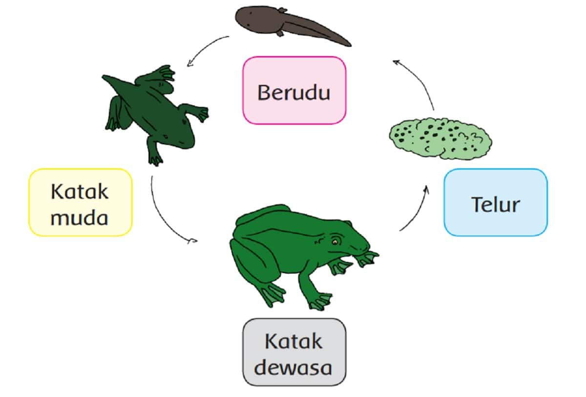 Manakah Tahapan Daur Hidup Katak yang Paling Penting Menurutmu Apa Alasannya