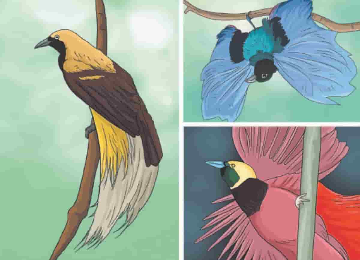 Apa Saranmu Agar Kelestarian Burung Cenderawasih Tetap Terjaga Kelas 4 Halaman 50