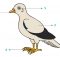 Bantulah Edo menuliskan bagian-bagian tubuh burung merpati dan lengkapi tabel di bawahnya tema 3 kelas 4 halaman 66