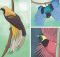 Deskripsikan Bagaimana Kaitan Antara Perilaku Manusia dengan Kelangkaan Burung Cenderawasih