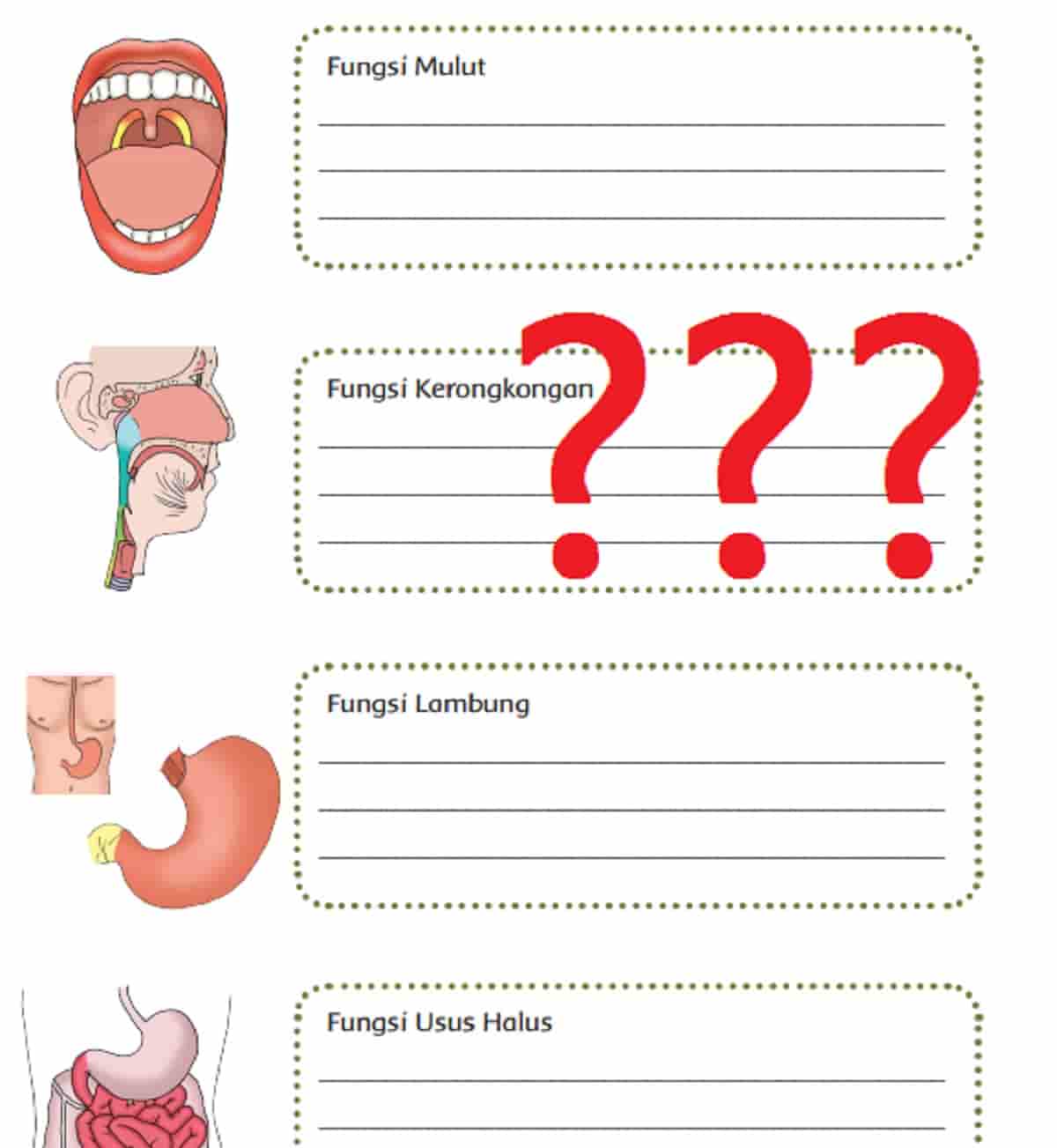 Fungsi mulut kerongkongan lambung usus halus dan usus besar