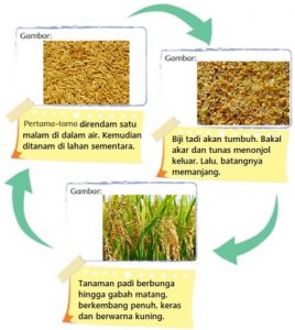 Isilah Diagram Berikut Berdasarkan Bacaan Bagaimana Padi Tumbuh Di Atas Tema 3 Kelas 4 Halaman 3