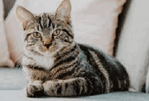 nama hewan gambar ciri-ciri kucing