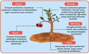 Apa Saja Bagian Tubuh Tumbuhan Jawaban IPAS Kelas 4 Halaman 5