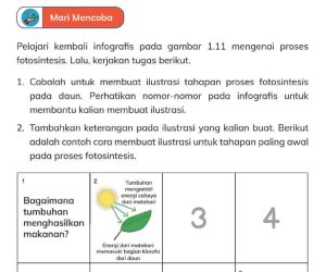 Kunci Jawaban IPAS Kelas 4 Halaman 12 13 14 Kurikulum Merdeka Tahapan Proses Fotosintesis Pada Daun