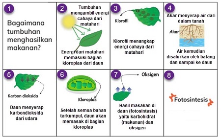 gambar ilustrasi tahapan proses fotosintesis pada daun