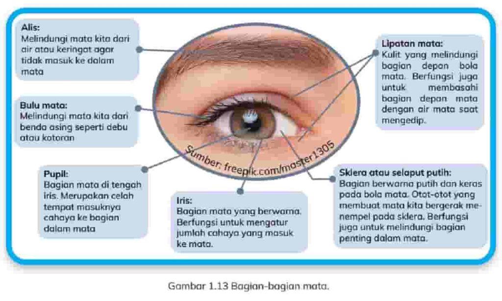 Bagian Mata dan Fungsinya Rangkuman Materi IPAS Kelas 5 SD Kurikulum Merdeka