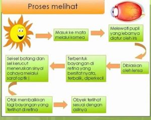 Kunci Jawaban IPAS Kelas 5 Halaman 15 Kurikulum Merdeka Gambar Skema Proses Melihat