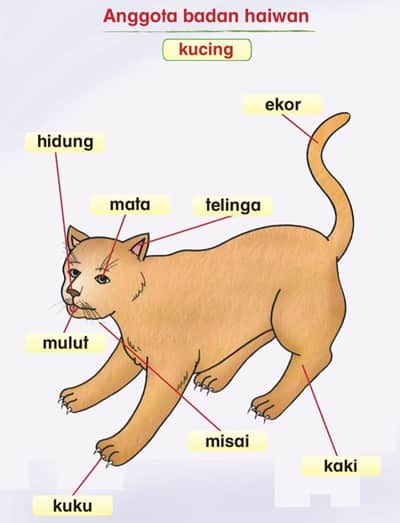 Gambar kucing dan nama bagian tubuhnya ipas kelas 3 halaman 11